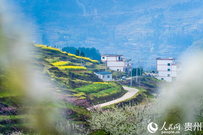 油菜花、桃花、李花競相盛開。人民網記者 涂敏攝