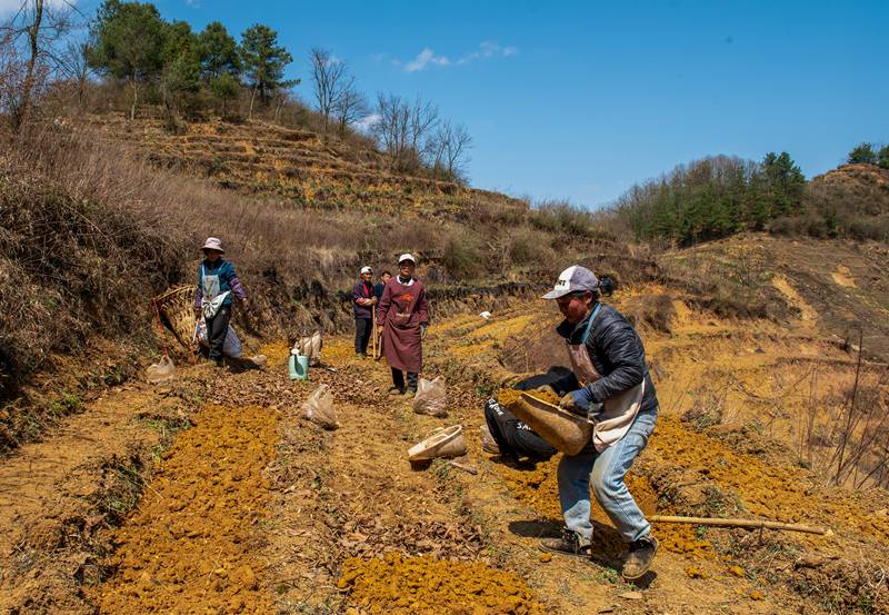 3月25日，安樂溪鄉碗廠村村民利用荒地種植天麻。李學友攝