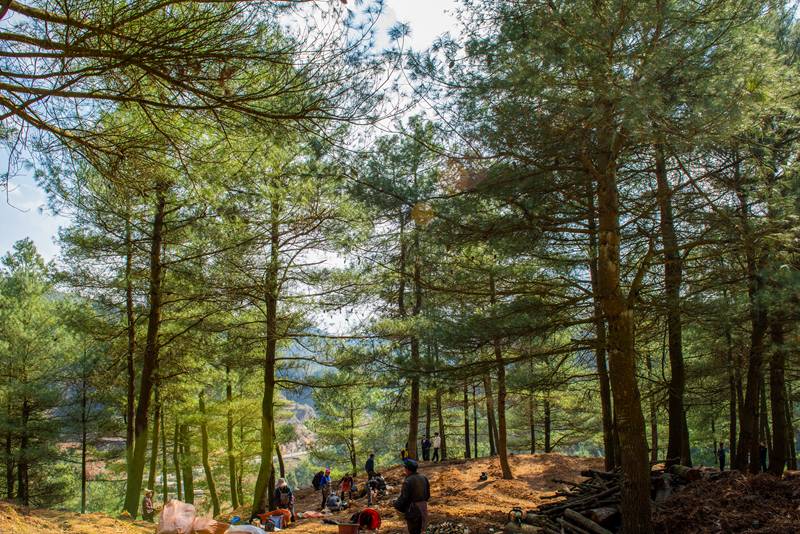 3月25日，安樂溪鄉碗廠村村民林下種植仿野生天麻。 李學友 攝