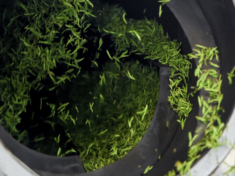 電制茶過程。林劍攝