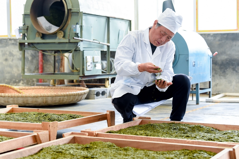 茶企技術總監查看茶葉干燥情況。林劍攝