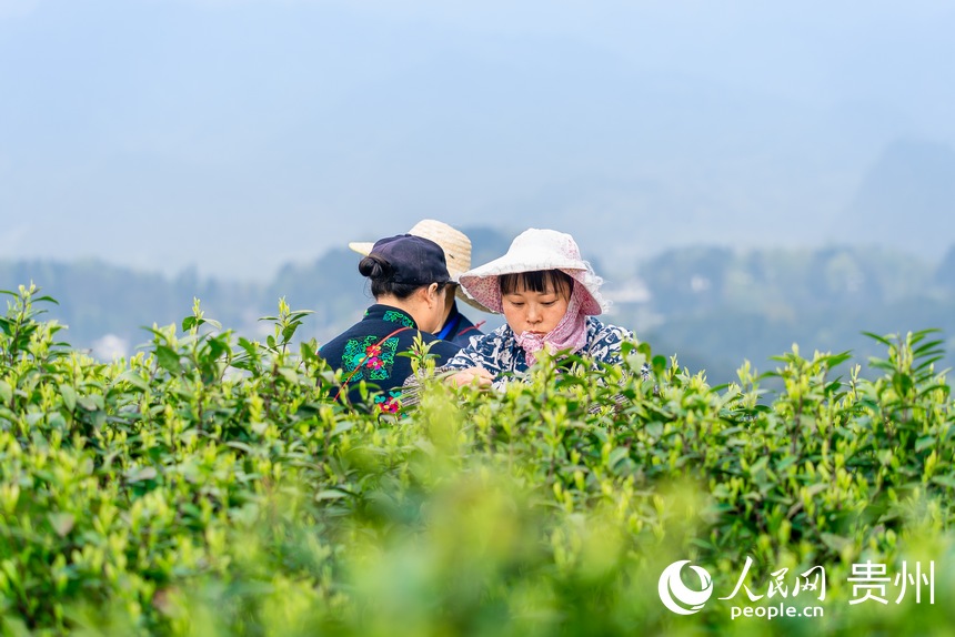 采茶工在茶園內采茶。人民網記者 涂敏攝