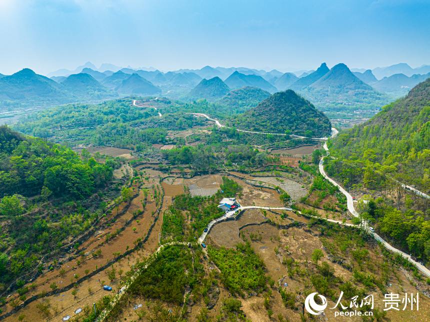 茂良村現有櫻桃樹6000余畝。人民網 陽茜攝