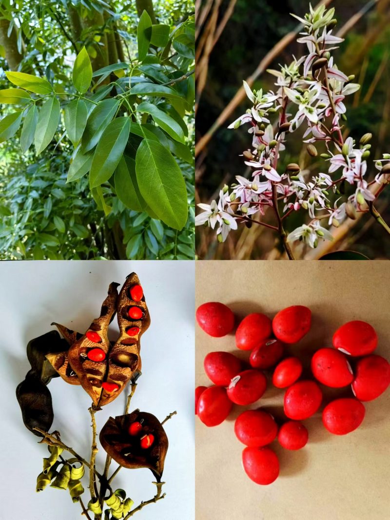 紅豆樹資料圖。黔西南州南盤江國有林場供圖