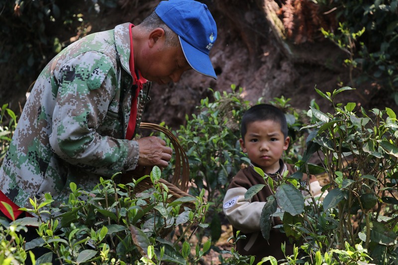 3.村民采摘茶青。七星關區委宣傳部供圖.jpg