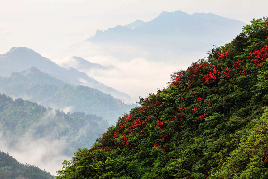 雨后云霧映襯下的野生杜鵑花。