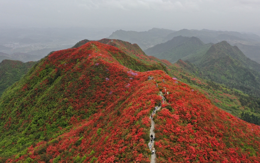 4月29日，游人在貴州省黔東南州丹寨縣龍泉山杜鵑花叢中觀賞游玩。