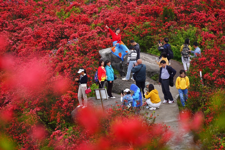 4月29日，游人在貴州省黔東南州丹寨縣龍泉山杜鵑花叢中觀賞游玩。