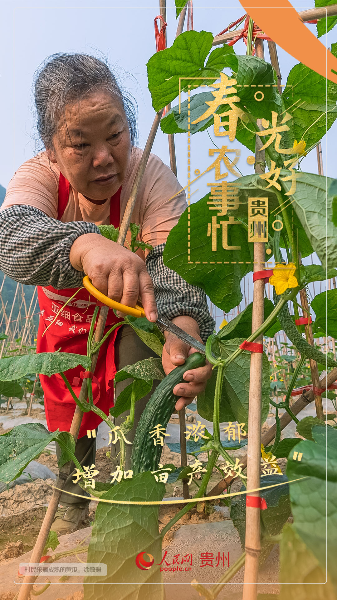 “瓜香濃郁 增加畝產效益”。