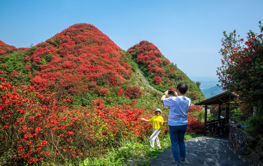 漫山杜鵑開，花海迎客來。唐正攝
