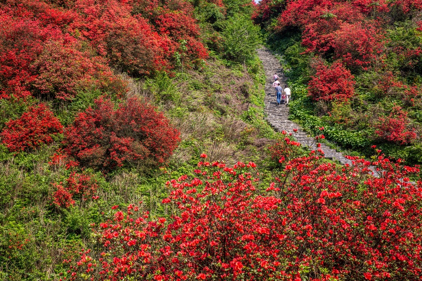 漫山杜鵑開，花海迎客來。唐正攝