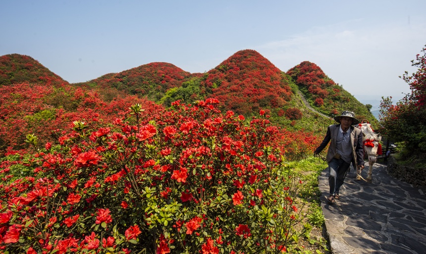 漫山杜鵑開，花海迎客來。朱小松攝