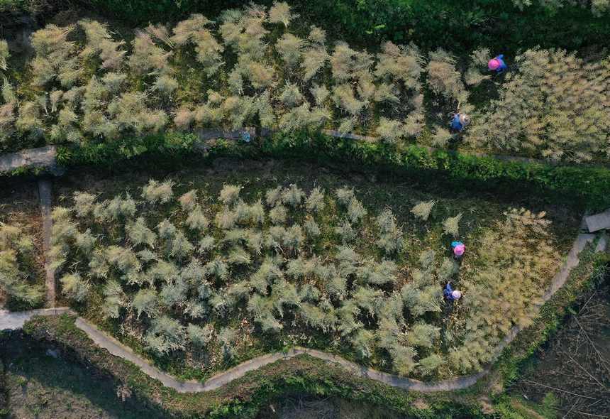5月5日，村民在收獲油菜籽（無人機照片）。