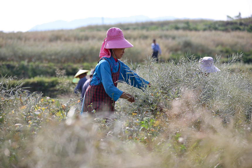 5月5日，村民在收獲油菜籽。