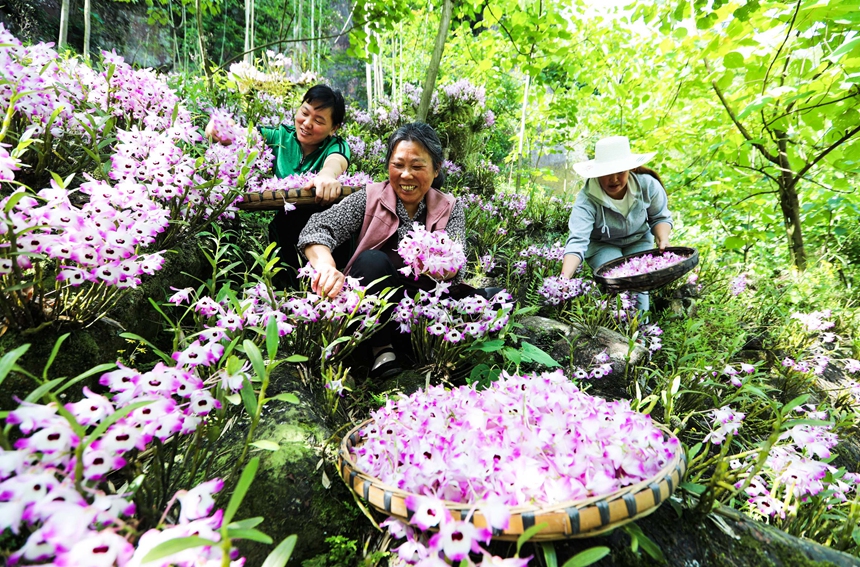當地百姓正在采摘石斛花。王長育攝