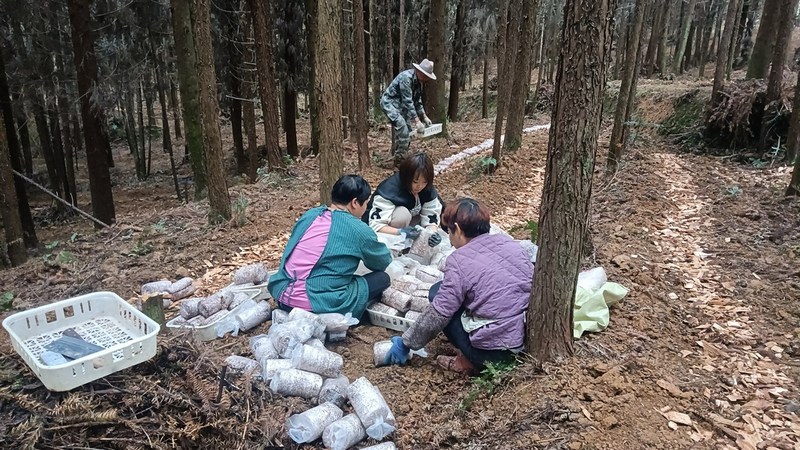 鎮農業中心技術人員、村支兩委干部和企業管理人員在現場進行指導。姜繼恒攝