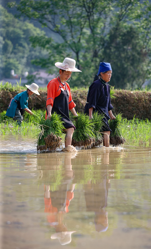 村民在梯田里搬運秧苗。