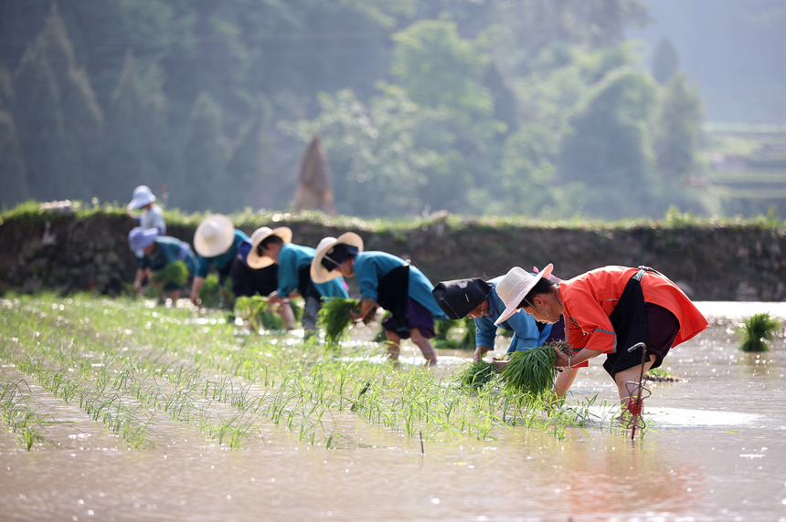 村民在梯田里插秧。