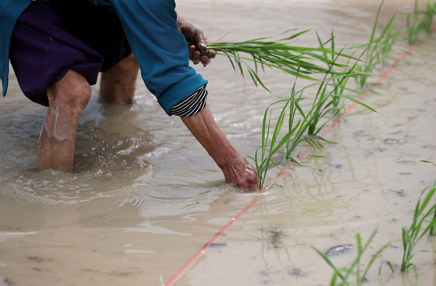 村民在梯田里插秧。