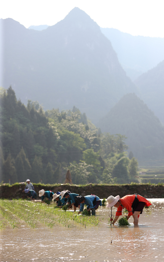 村民在梯田里插秧。