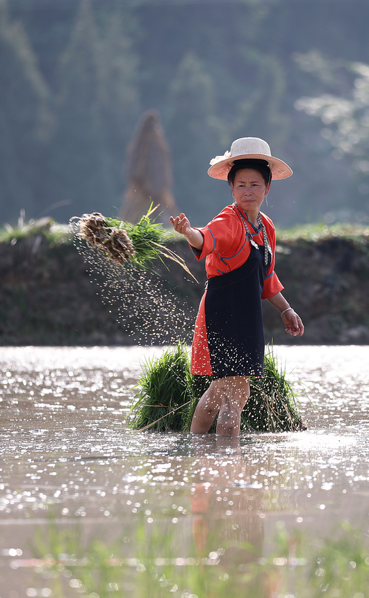 村民在梯田里拋撒秧苗。