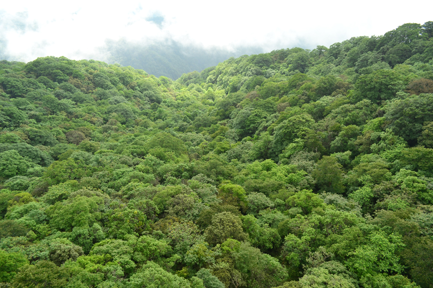 黔金絲猴棲息地的夏天。梵凈山管理局供
