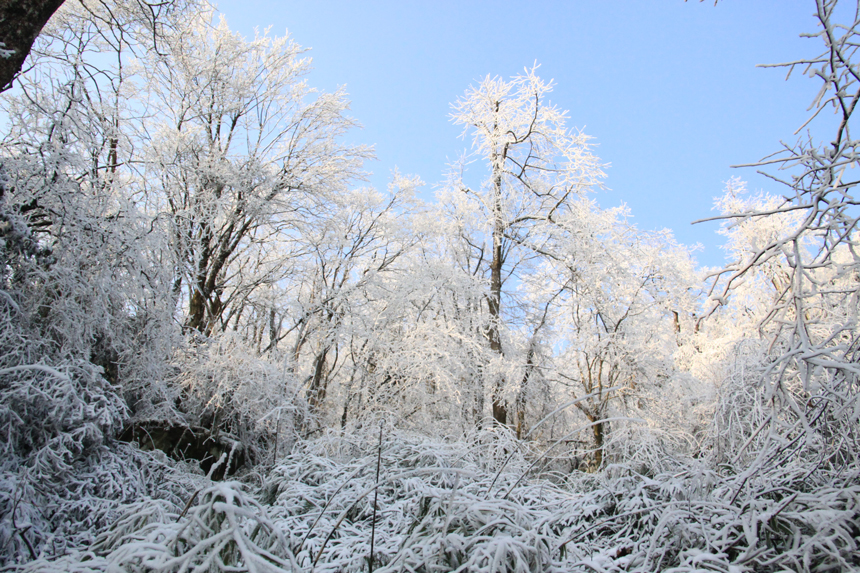 黔金絲猴棲息地冬天。梵凈山管理局供圖