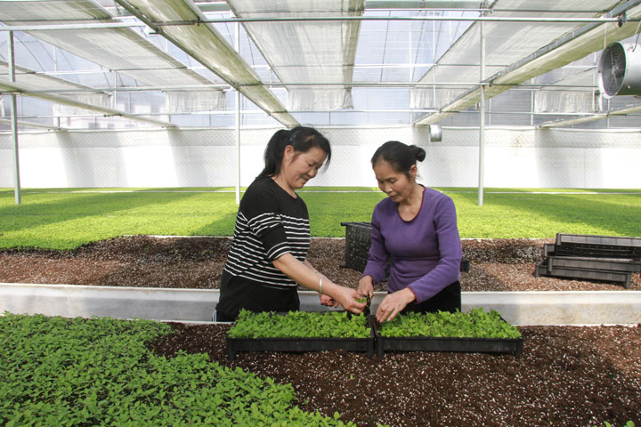 三棵樹鎮格沖黨建產業園辣椒育苗基地。楊芳攝