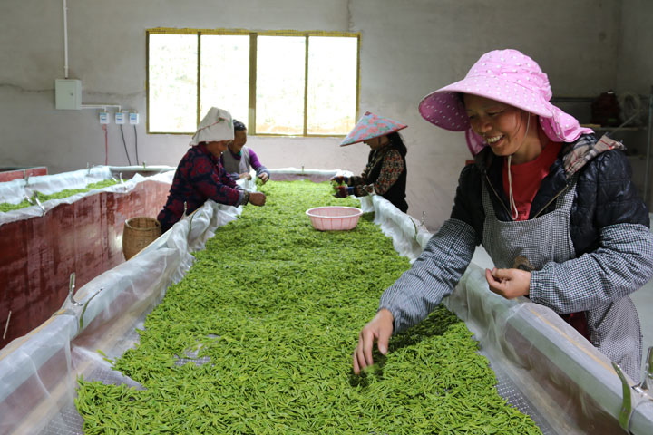 旁海鎮水寨村新出產的白茶。楊玉連攝