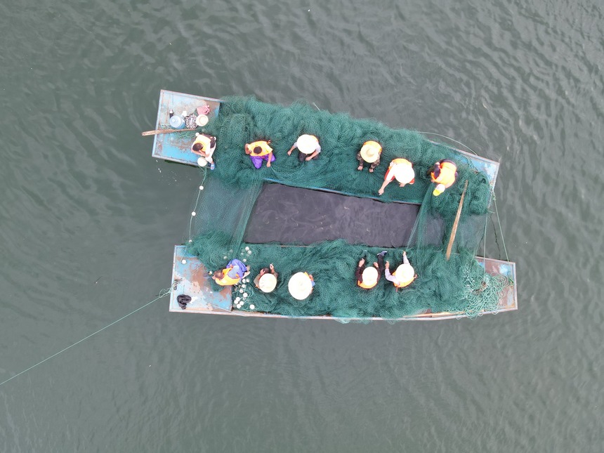 漁場工作人員正在捕撈。馬偉攝