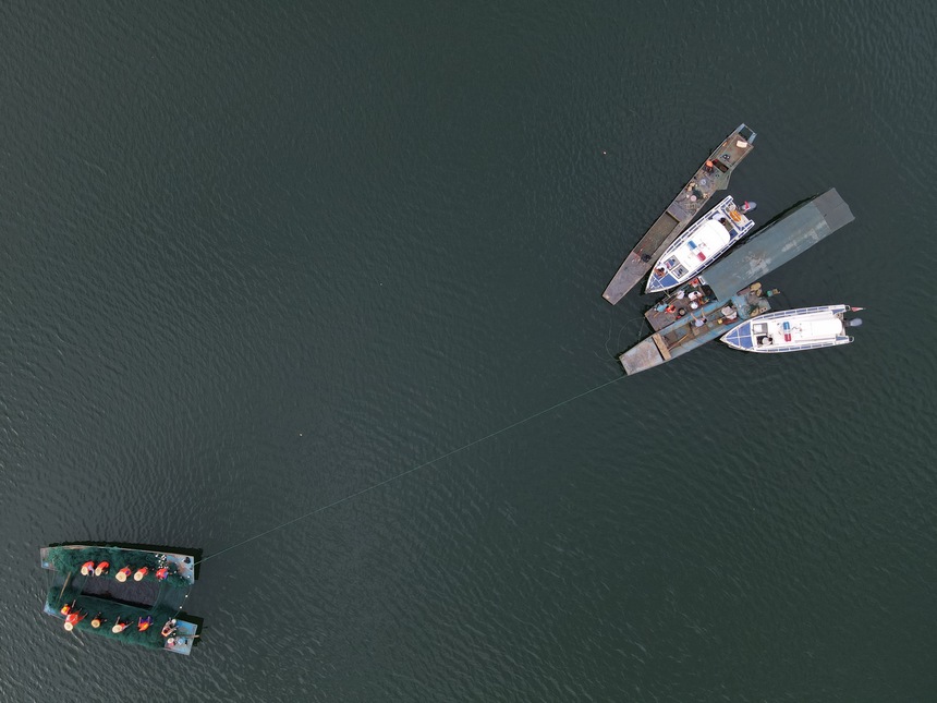 漁場工作人員正在捕撈。馬偉攝 