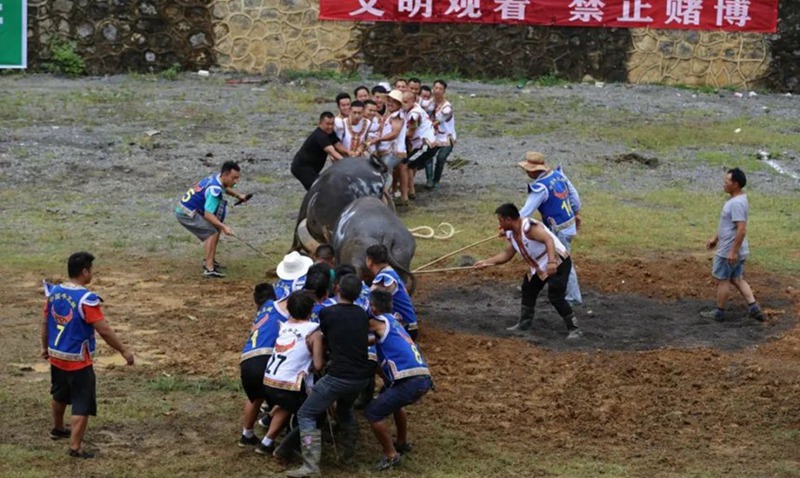 荔波甲良“四月八”斗牛比賽。張云開攝