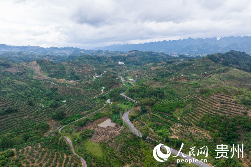 航拍荔波至王蒙至瑤山“共同富裕路”及10萬畝精品水果走廊帶。人民網記者 涂敏攝