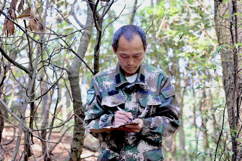 孿生三兄弟護林40余載。