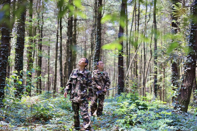 孿生三兄弟護林40余載。