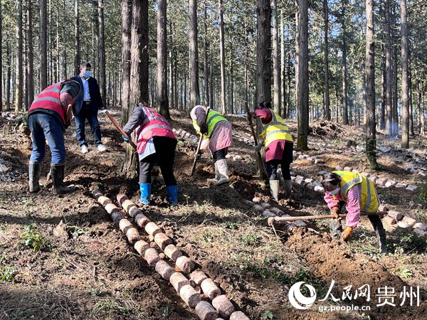 貴陽貴安林下紅托竹蓀種植現場。陳潔泉攝