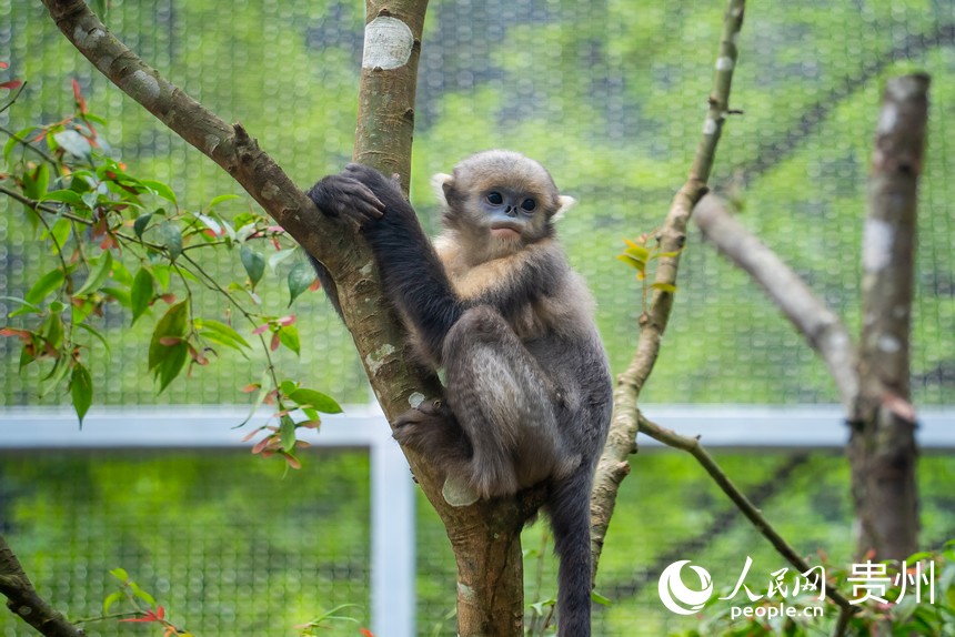 救護中心繁育的黔金絲猴“黔寶”在運動場內攀爬跳躍。人民網記者 涂敏攝