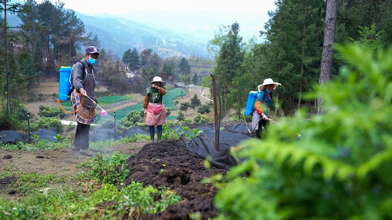 大方縣小屯鄉楠華種植農民專業合作社工人給蚯蚓養殖基地消毒。司玉坤攝