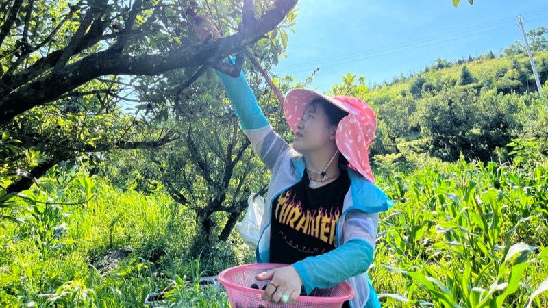 采摘工人提著籃子，忙著采摘楊梅 楊歡 攝.jpeg