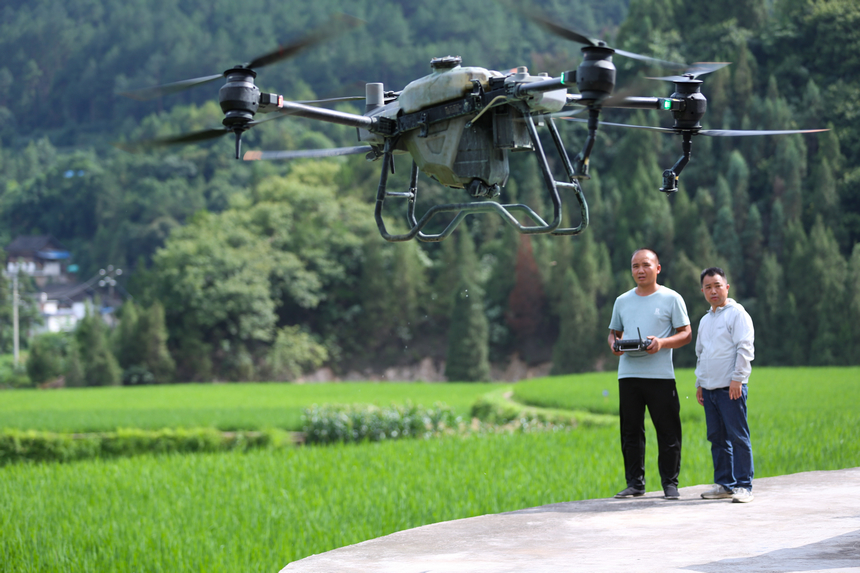 7月10日，技術員操作植保無人機。