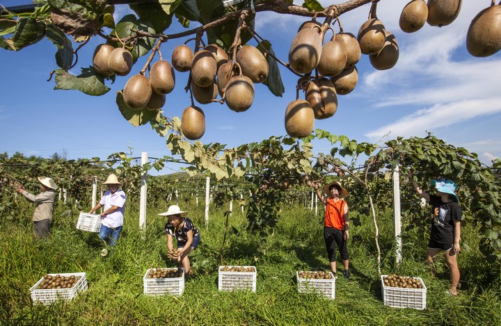 黔西縣林泉鎮海子村生態農業園，果農在采摘獼猴桃。史開心攝