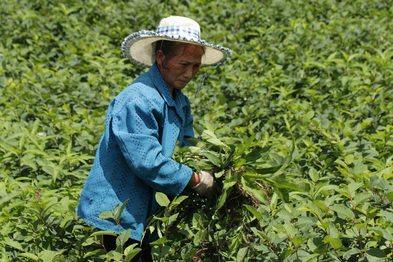 工人為虎杖除草。