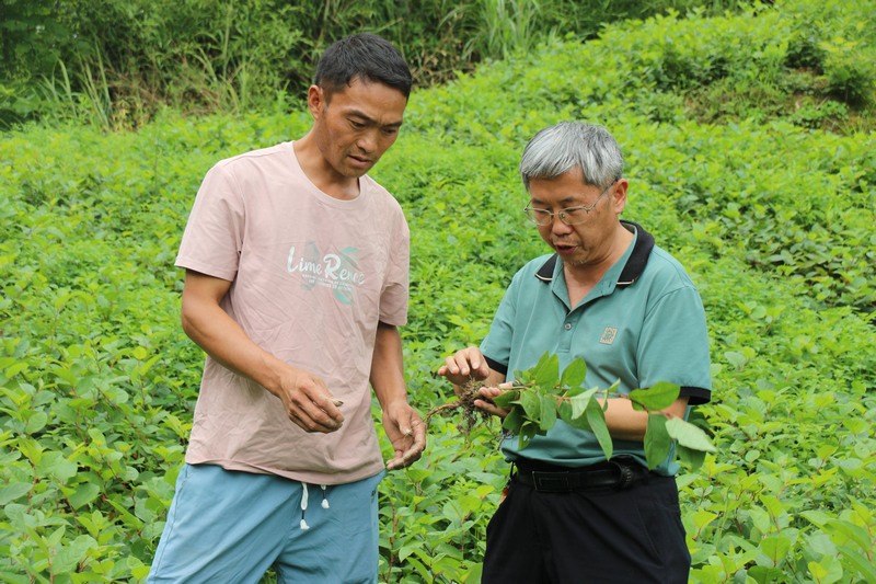 梁玉勇教授對中藥材虎杖作技術上的指導。