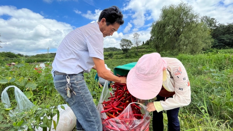產業工人正在采摘辣椒 楊歡 攝.jpeg