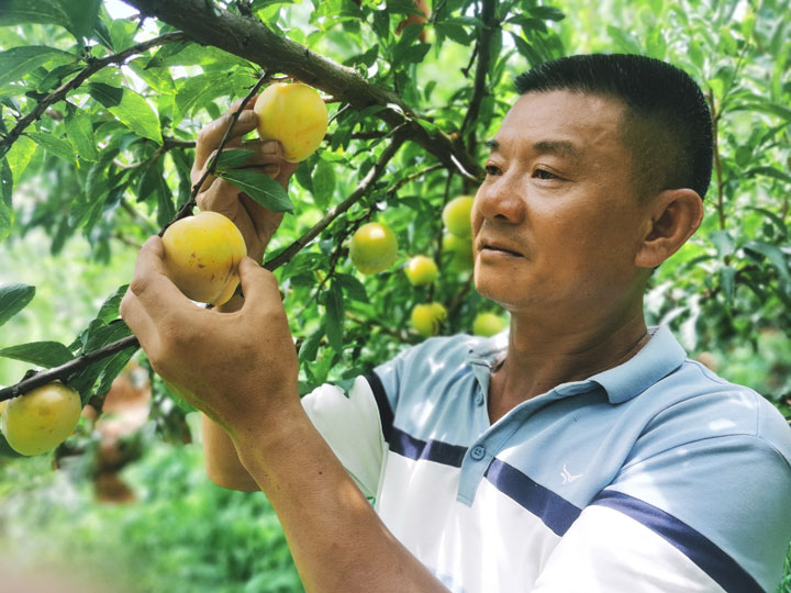 村民正在采摘黃金奈李。