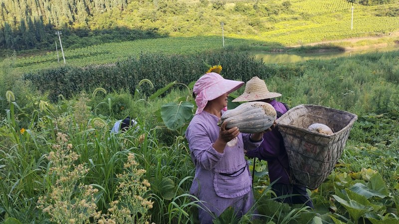 務工人員正在忙活，有的忙著采摘 文燕 攝.jpg