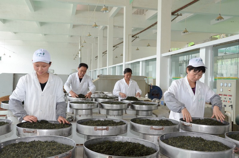 浪竹茶葉加工廠加工茶葉.jpg