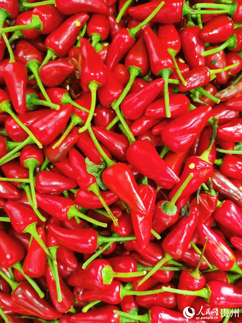 5、遵義：生活因辣椒而紅、因辣椒而火。人民網 王秀芳攝