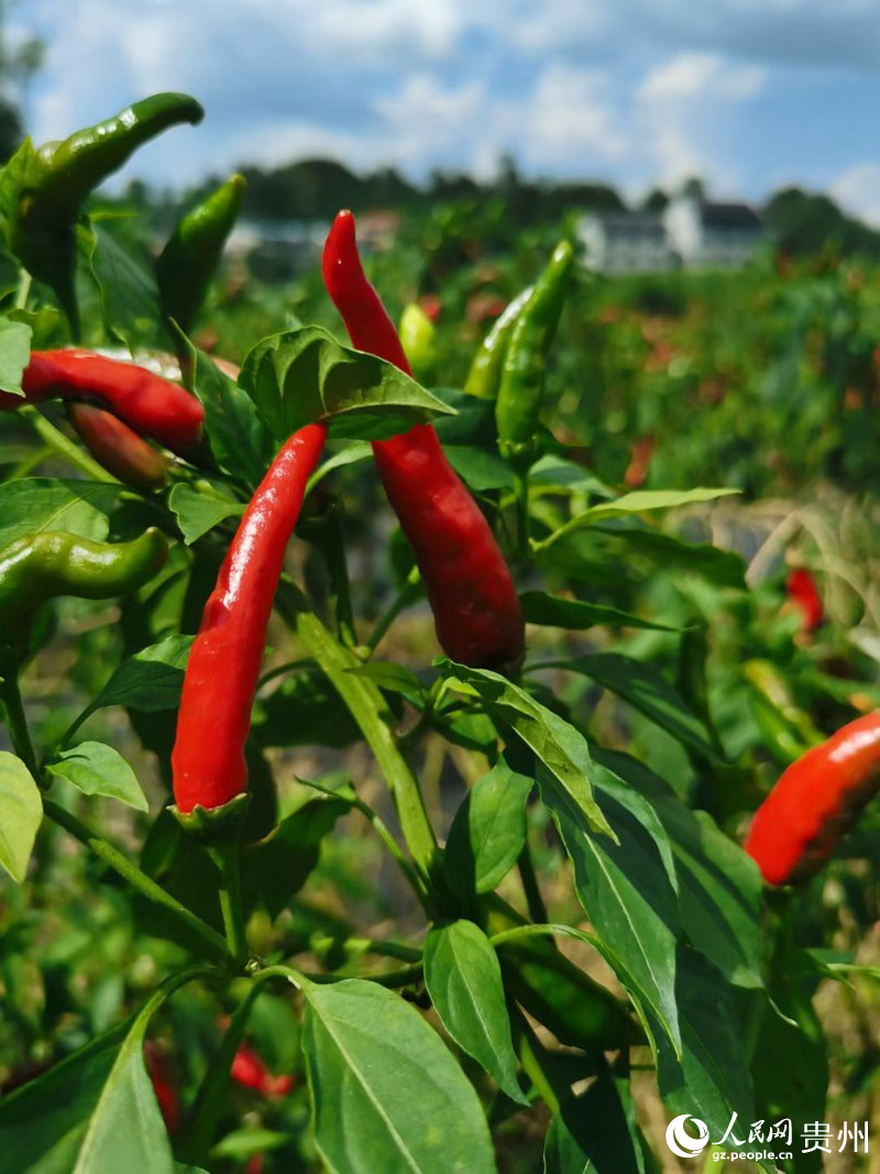 遵義朝天椒。人民網 王秀芳攝