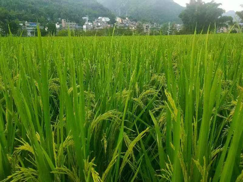 圖為桑郎鎮桑郎村科技服務示范基地水稻長勢喜人。